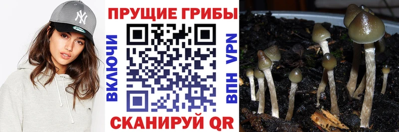 mega сайт  дарк нет наркотические препараты  Галлюциногенные грибы Cubensis  Шумерля 